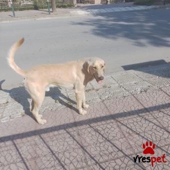 Ράτσα: Λαμπραντόρ - Labrador | Ηλικία: 8 μηνών | Φύλο: Αρσενικό | Αρ. Microchip: 0000000000 | Περιοχή: Θέρμη, Θεσσαλονίκη